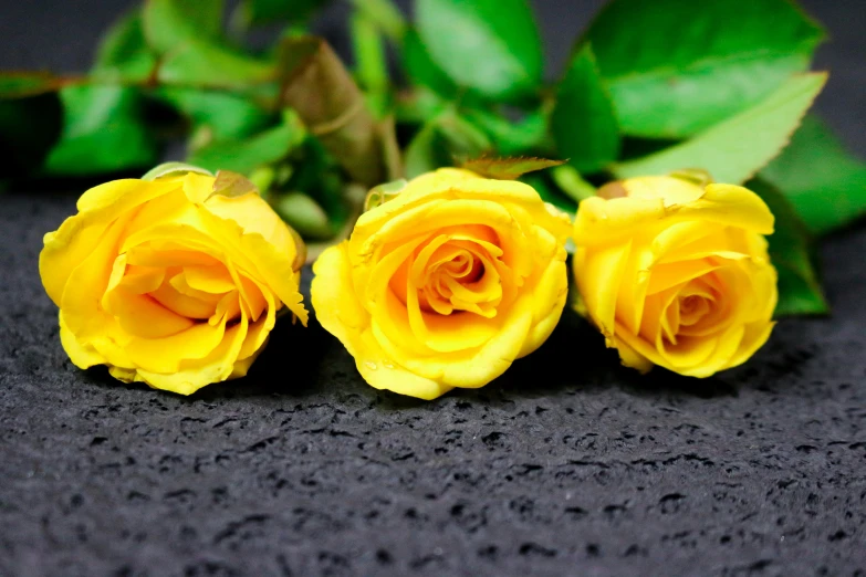 three yellow roses sitting next to each other on a black surface, slate, roadside, funeral, high quality product image”