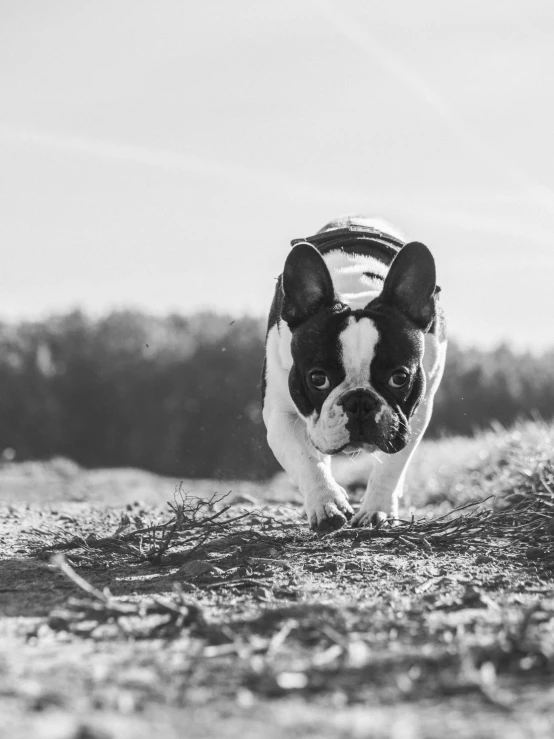 a black and white photo of a dog running, by Emma Andijewska, unsplash, french bulldog, moss, sunny sky, today\'s featured photograph 4k