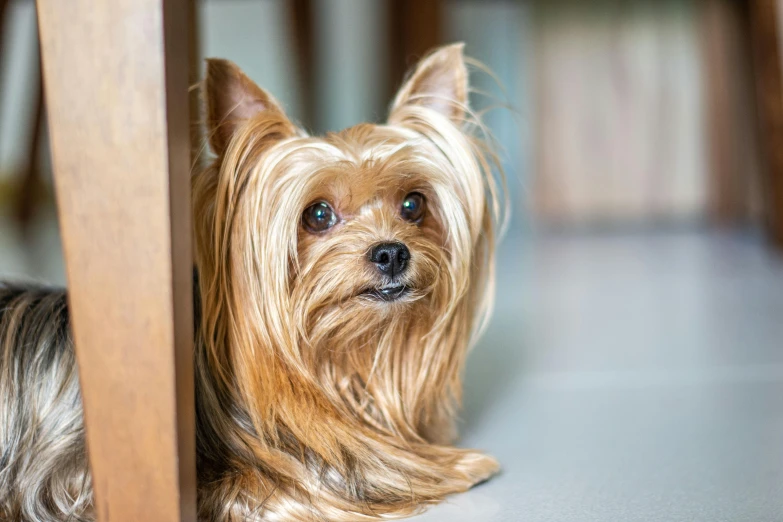 a small dog sitting underneath a wooden table, a portrait, by Emma Andijewska, pexels contest winner, yorkshire terrier, square, фото девушка курит, headshot of young female furry