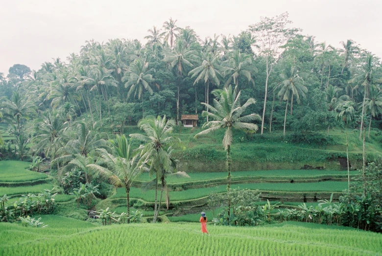 a person walking through a lush green field, a picture, sumatraism, kodak portra, palmtrees, dezeen, 2 5 6 x 2 5 6 pixels