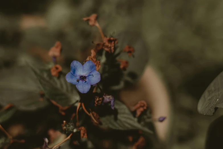 a small blue flower sitting on top of a green plant, unsplash, muted brown, lobelia, instagram photo, withered