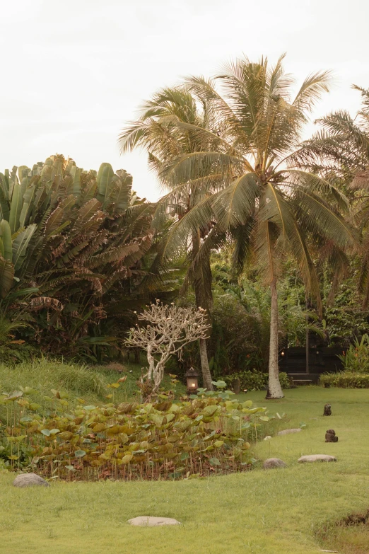 a giraffe standing on top of a lush green field, sumatraism, coconut palms, zen sand carved lawn, jakarta, dusk