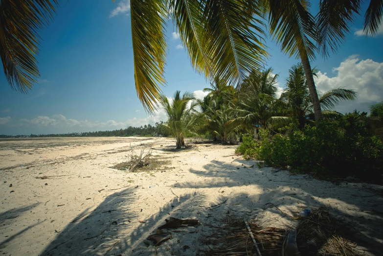 a sandy beach with palm trees on a sunny day, unsplash, hurufiyya, 1980s photo, ground - level view, jungle setting, 2000s photo