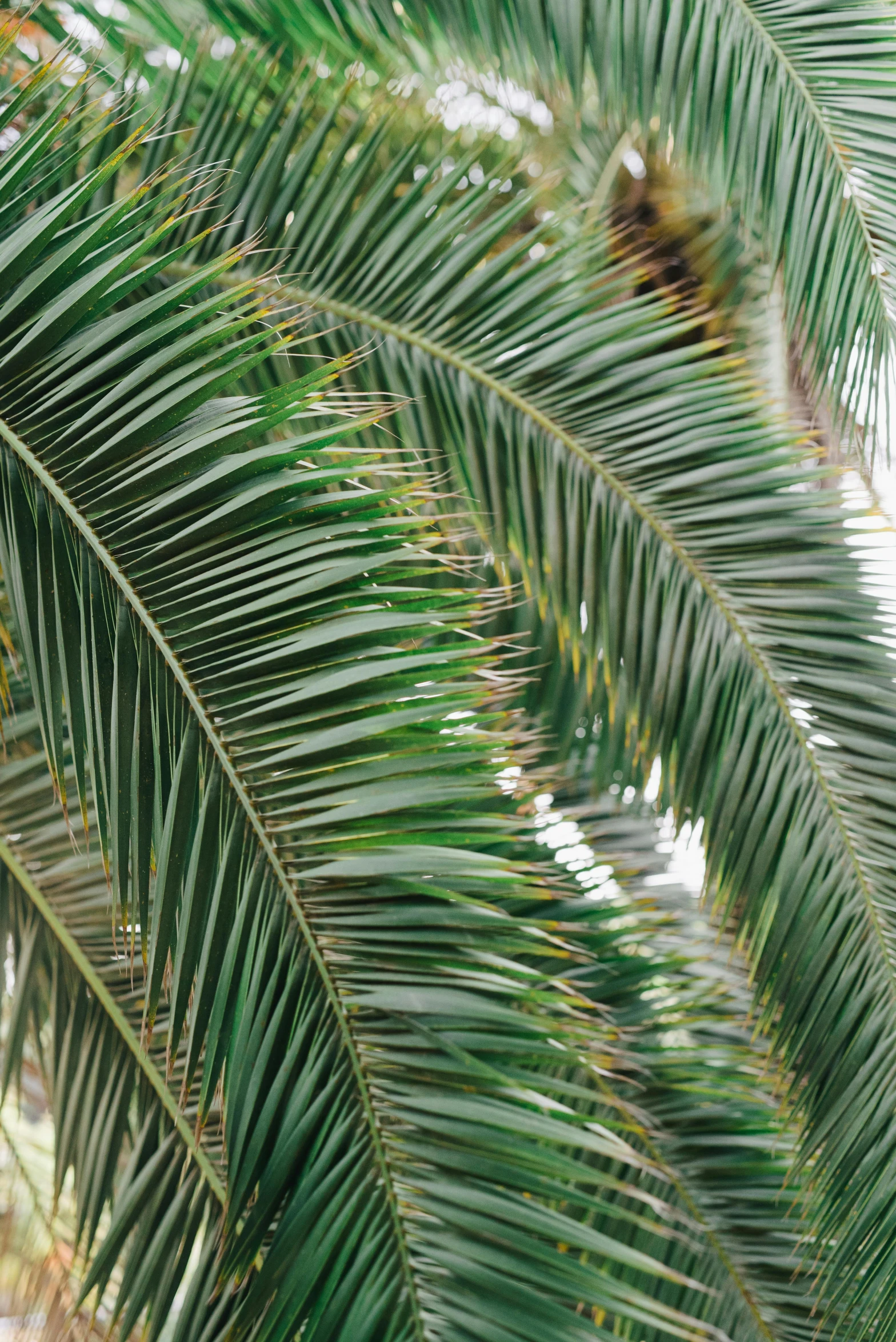 a couple of birds sitting on top of a palm tree, zoomed in, green pupills, subtle detailing, indoor