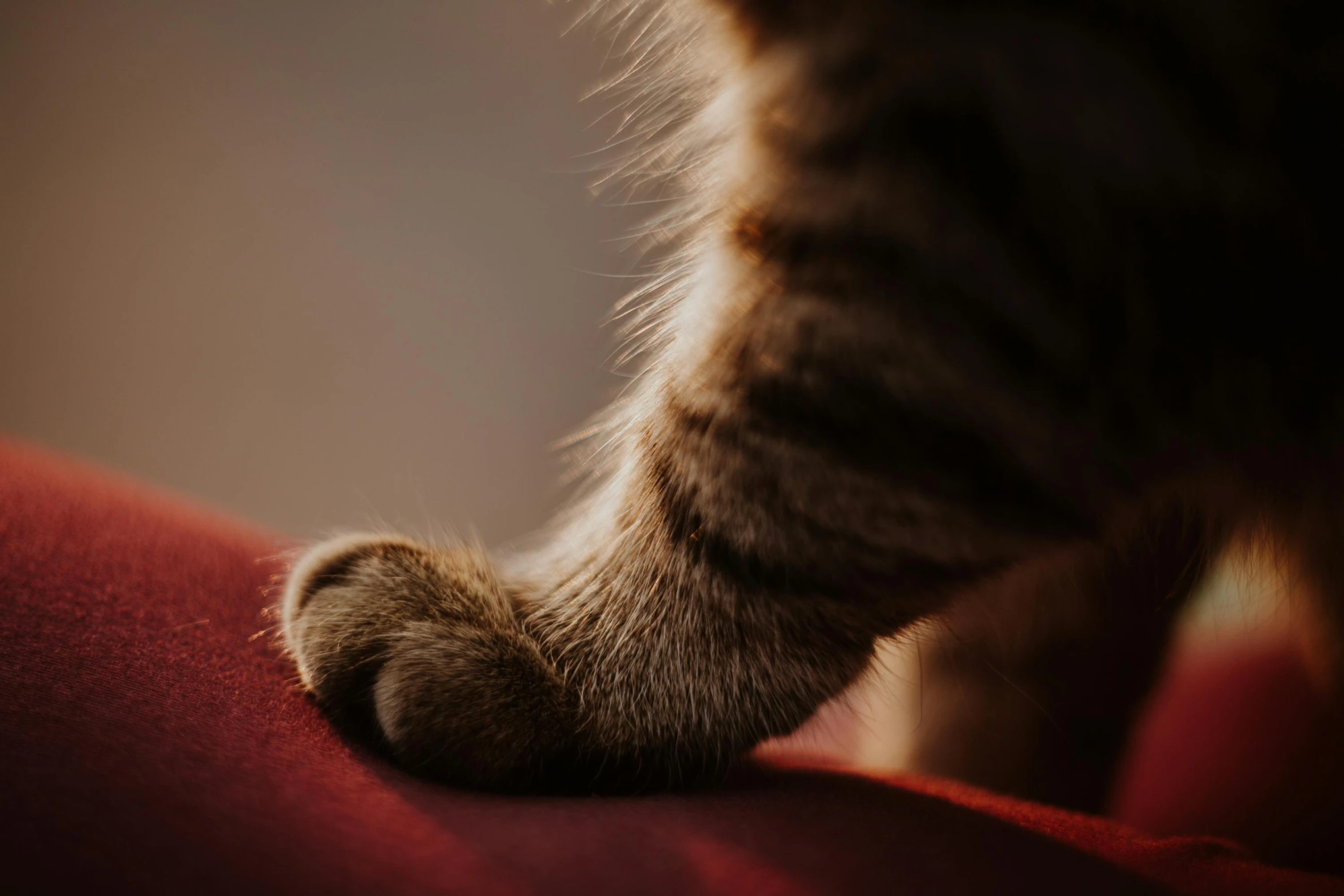 a close up of a cat's paw on a couch, trending on pexels, on a red background, tail fin, bending down slightly, warmly lit