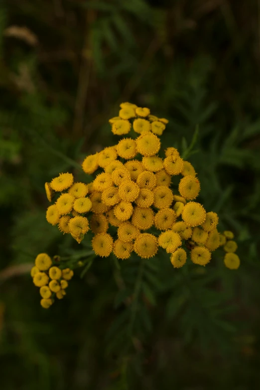 a bunch of yellow flowers sitting on top of a lush green field, by Jessie Algie, hurufiyya, smooth tiny details, coxcomb, nighttime, 3 / 4 photographic close