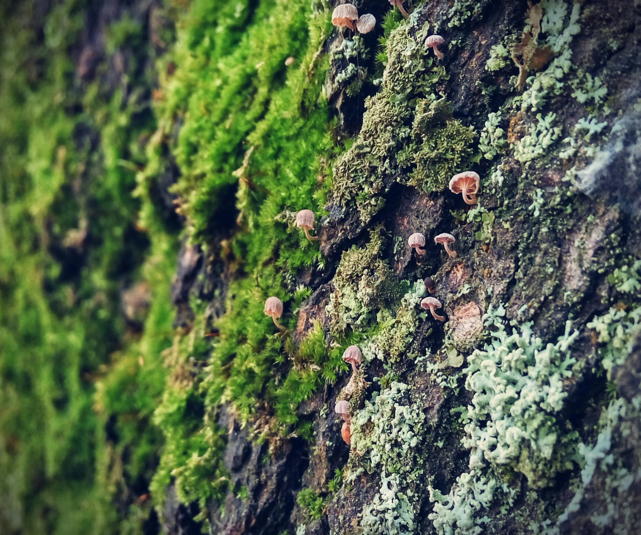 mushrooms growing on the bark of a tree, a macro photograph, by Adam Chmielowski, unsplash, moss on the walls, shot on iphone 6, 🪔 🎨;🌞🌄, thousands of tiny onlookers