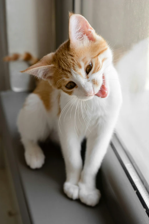 an orange and white cat sitting on a window sill, licking tongue, about to step on you, very excited, square nose