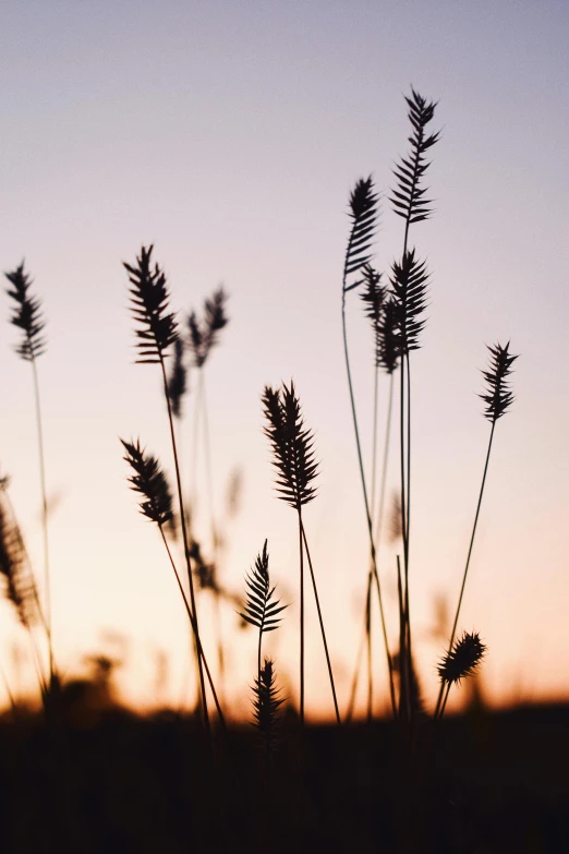 a field of grass with the sun setting in the background, unsplash, minimalism, backlit ears, digital image, brown, herbs