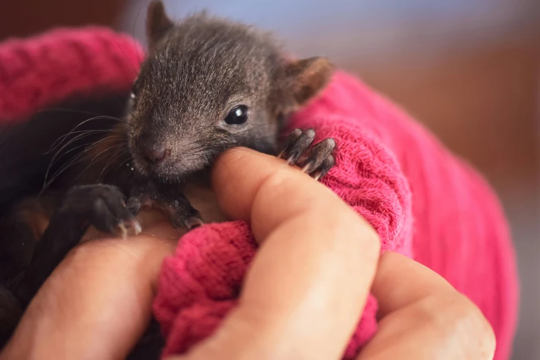 a close up of a person holding a small animal, by Elizabeth Durack, pexels contest winner, “ iron bark, 🦩🪐🐞👩🏻🦳, a cozy, very tiny