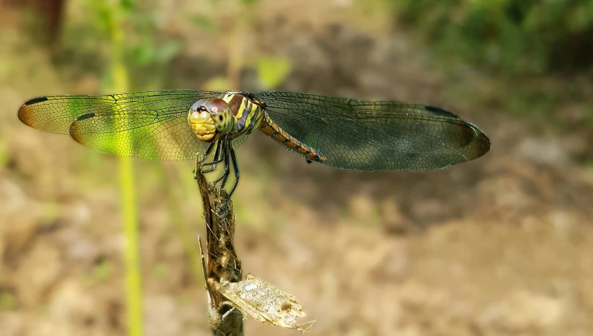 a close up of a dragonfly on a twig, pexels contest winner, hurufiyya, avatar image, majestic pose, nagas, family photo