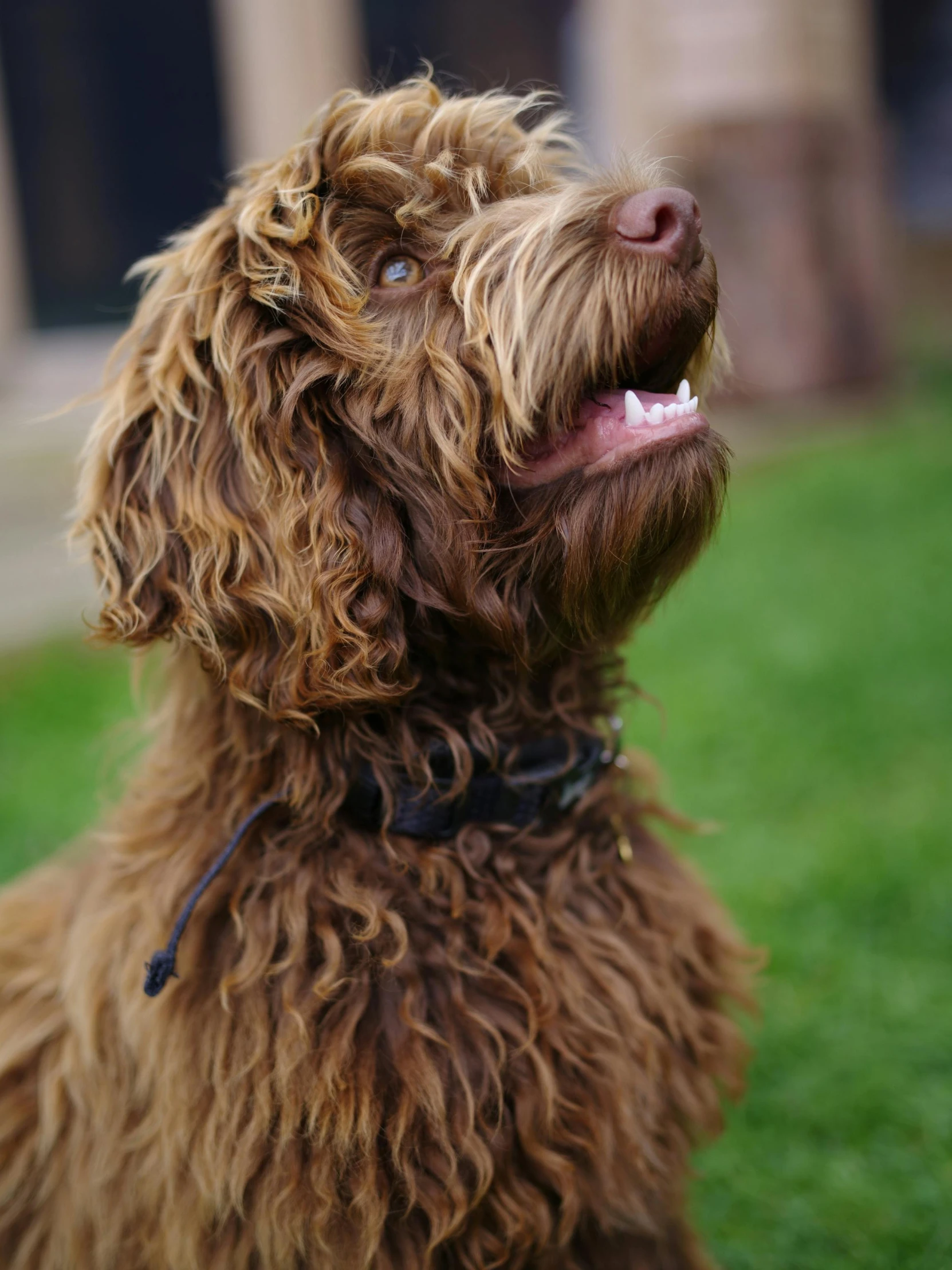 a brown dog sitting on top of a lush green field, curly black beard, profile image, oak leaf beard, colour photo