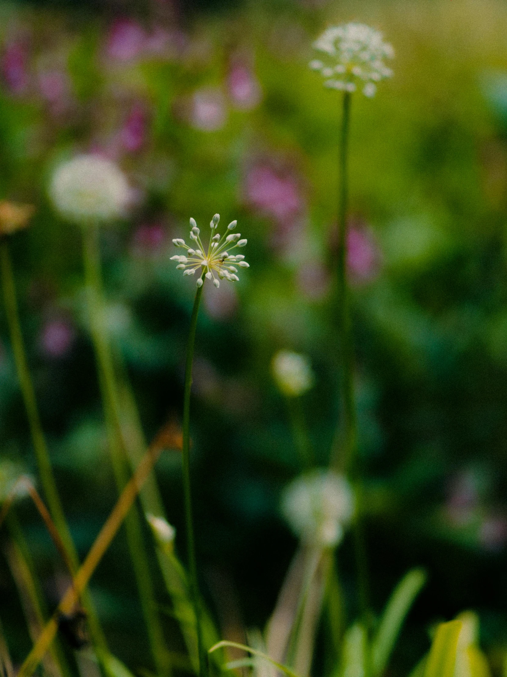 a bunch of white flowers sitting on top of a lush green field, a macro photograph, unsplash, minimalism, radiolaria, bokeh”, cinematic shot ar 9:16 -n 6 -g, photo on iphone