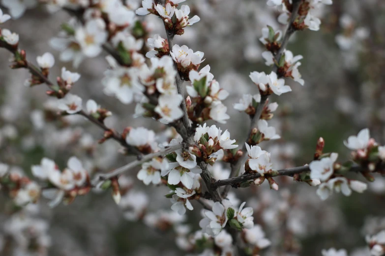 a close up of a tree with white flowers, trending on unsplash, arabesque, background image, manuka, alessio albi, fruit trees