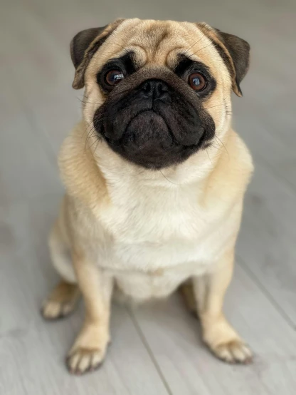 a small dog sitting on top of a wooden floor, pug-faced, photograph taken in 2 0 2 0, instagram story, taken with sony alpha 9