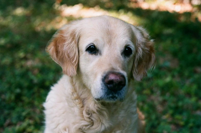 a close up of a dog with a frisbee in its mouth, a portrait, pexels contest winner, slightly golden, lovingly looking at camera, aged 13, he is a long boi ”