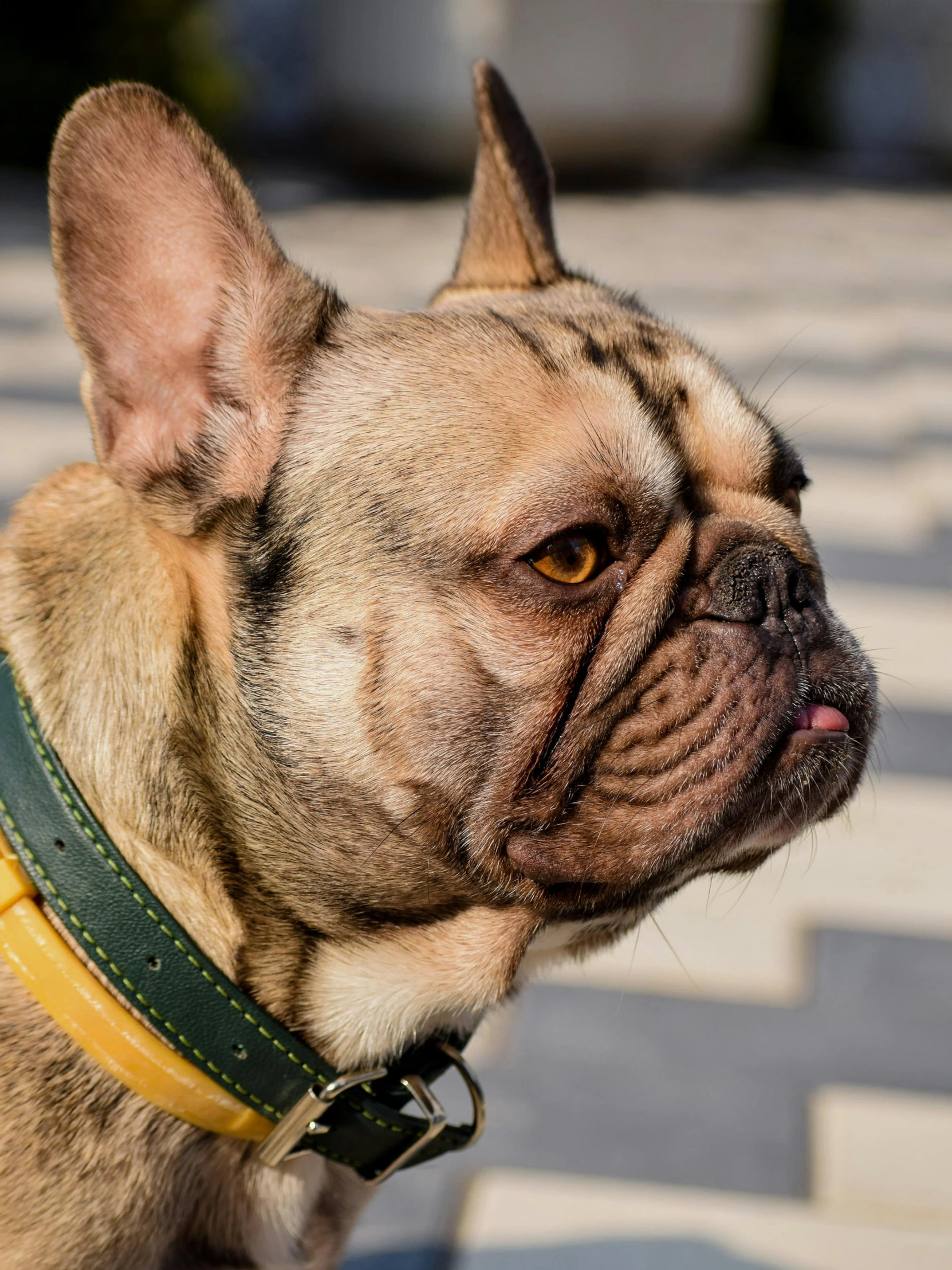 a close up of a dog wearing a collar, by Jan Tengnagel, trending on unsplash, french bulldog, square, grotty, olive