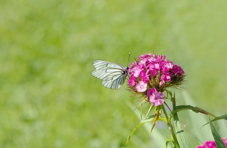 a butterfly sitting on top of a pink flower, on a green lawn, sean mcloughlin, carnation, no cropping