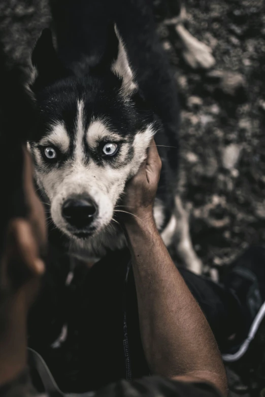 a close up of a person petting a dog, by Niko Henrichon, pexels contest winner, white wolf with blue eyes, black sullen eyes, silver eyes full body, frightened look