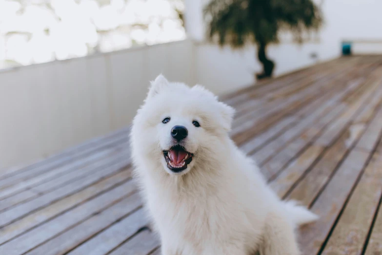 a white dog sitting on top of a wooden deck, a stipple, pexels contest winner, happening, beautiful white teeth, fluffy'', on a white table, unsplash photography