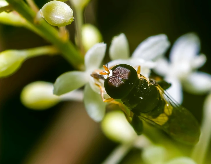 a close up of a fly on a flower, unsplash, hurufiyya, jasmine, avatar image, olive, low - angle shot