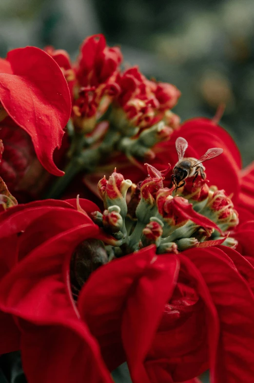 a close up of a bunch of red flowers, a photo, inspired by Ernest William Christmas, pexels contest winner, bee, festive, multi - layer, wide