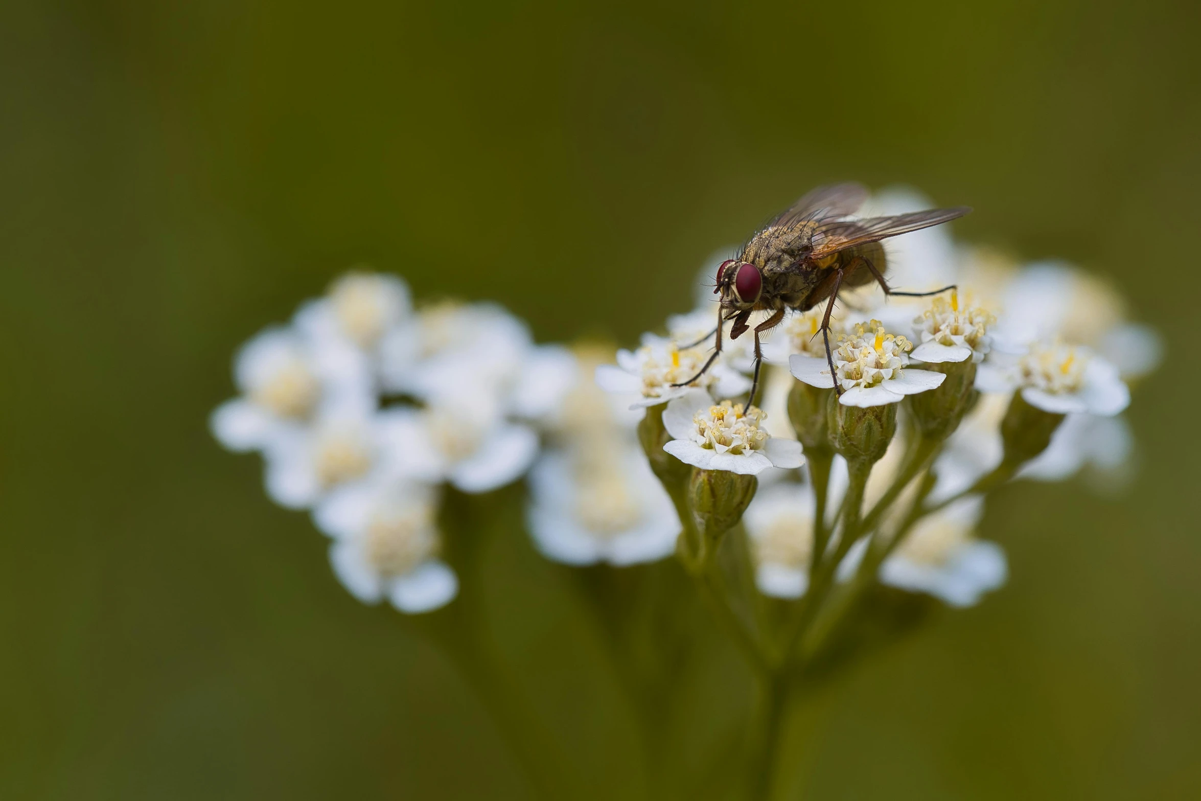 a fly sitting on top of a white flower, by Peter Churcher, fan favorite, mixed art, chelicerae, verbena