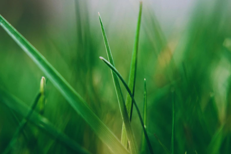 a close up of some grass with a blurry background, by Adam Marczyński, unsplash, multiple stories, gardening, rectangle, green