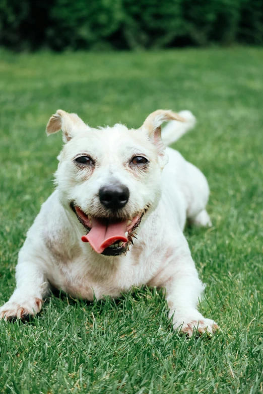 a white dog laying on top of a lush green field, smiling for the camera, an elderly, bark for skin, profile image