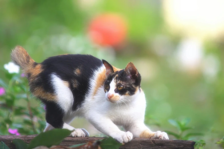 a calico cat standing on top of a log, unsplash, animation, young female, sitting on a leaf, attractive photo