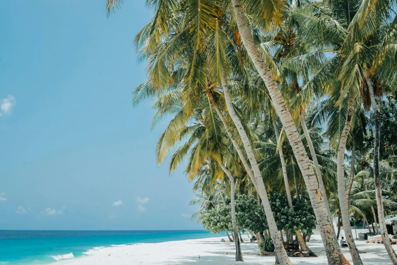 a beach filled with lots of palm trees next to the ocean, pexels contest winner, hurufiyya, white beaches, 🦩🪐🐞👩🏻🦳, teal aesthetic, conde nast traveler photo