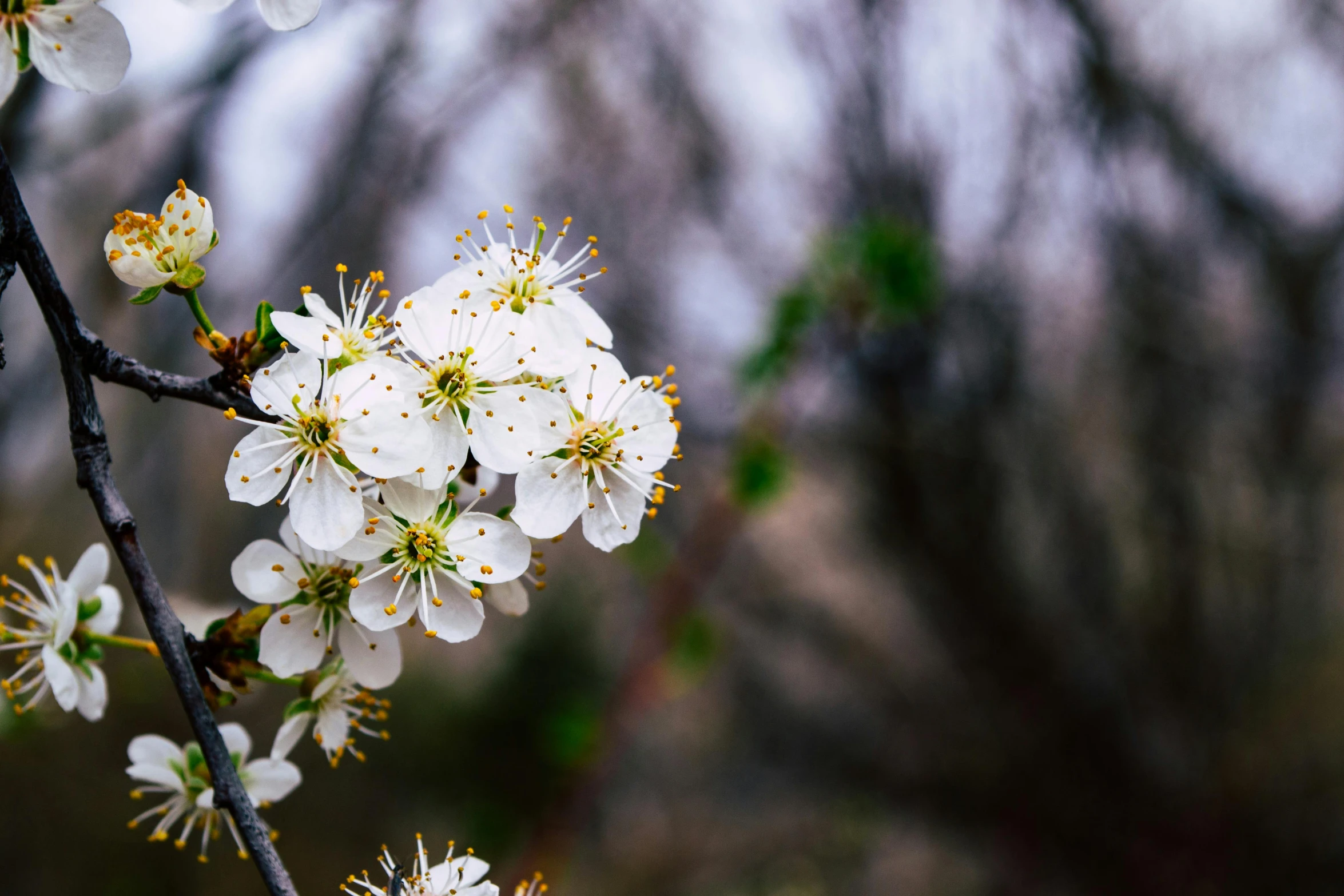 a close up of a white flower on a tree, an album cover, trending on unsplash, background image, plum blossom, paul barson, well focused