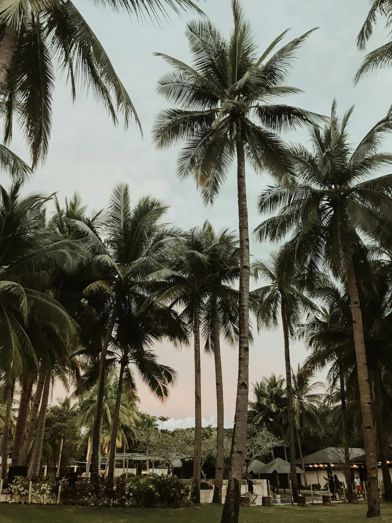 a group of palm trees sitting on top of a lush green field, by Robbie Trevino, pexels contest winner, standing on a beach in boracay, texture, ((trees)), late summer evening