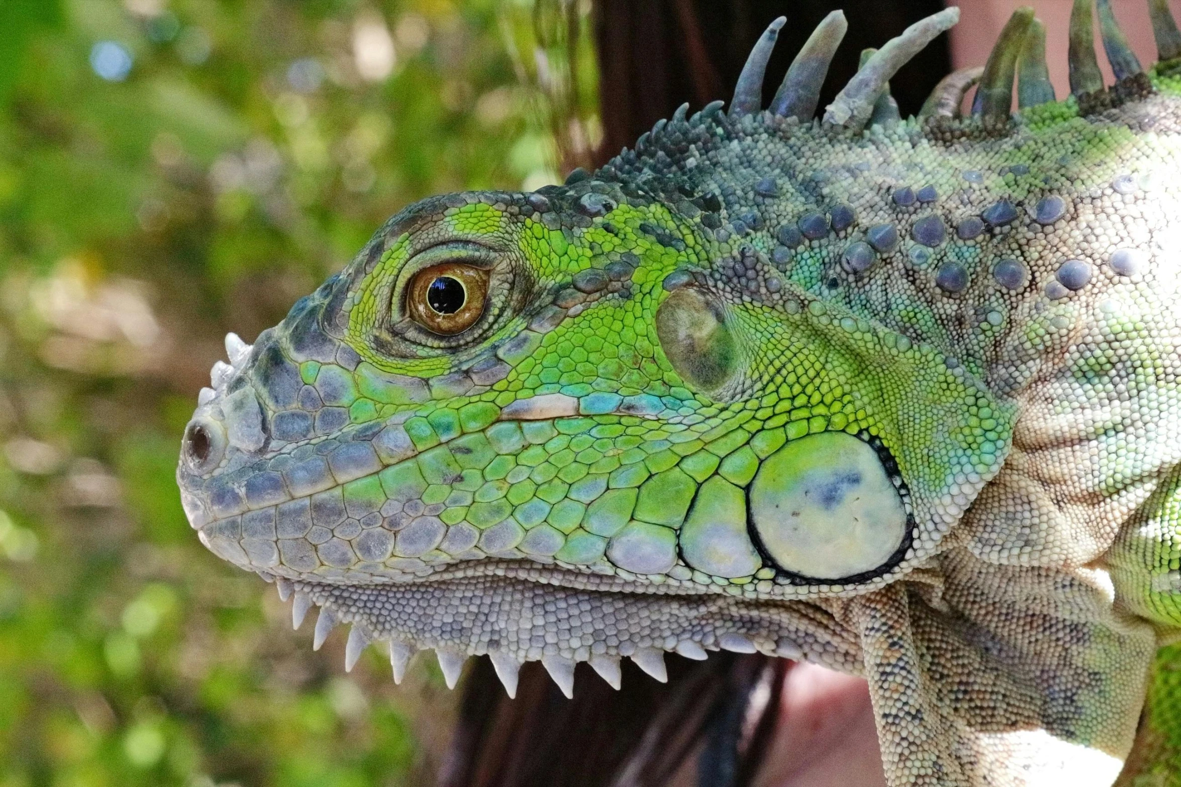 a close up of a person holding a lizard, green and blue, posing for a picture