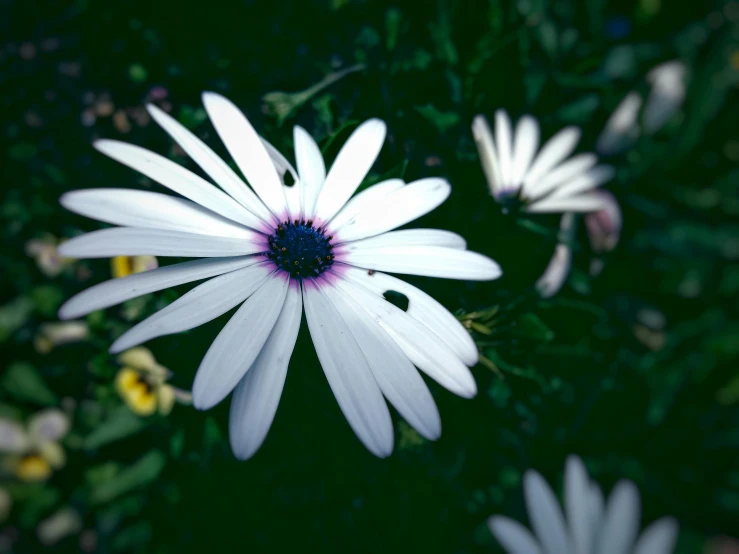 a group of white flowers sitting on top of a lush green field, pexels contest winner, photorealism, heterochromia, 3 5 mm slide, white and purple, daisy