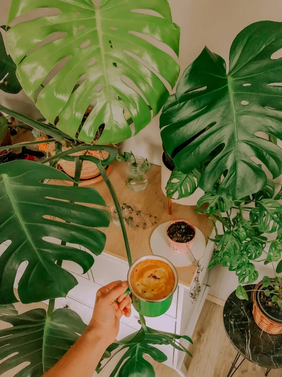 a person sitting at a table with a cup of coffee, inspired by Elsa Bleda, trending on unsplash, monstera deliciosa, lush garden spaceship, low quality photo, 🐿🍸🍋