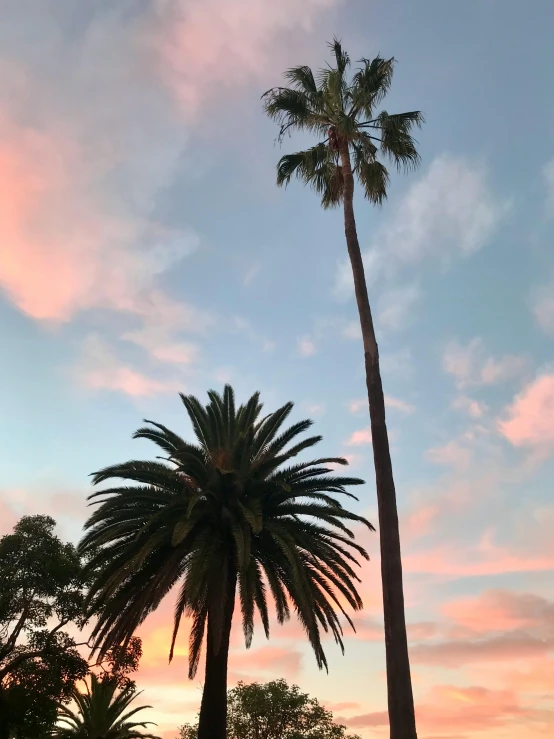 a couple of palm trees sitting next to each other, light pink clouds, multiple stories, profile image, southern california