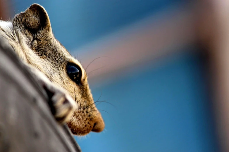 a squirrel sitting on top of a piece of wood, a portrait, trending on pexels, elephant shrew, sharp focus »