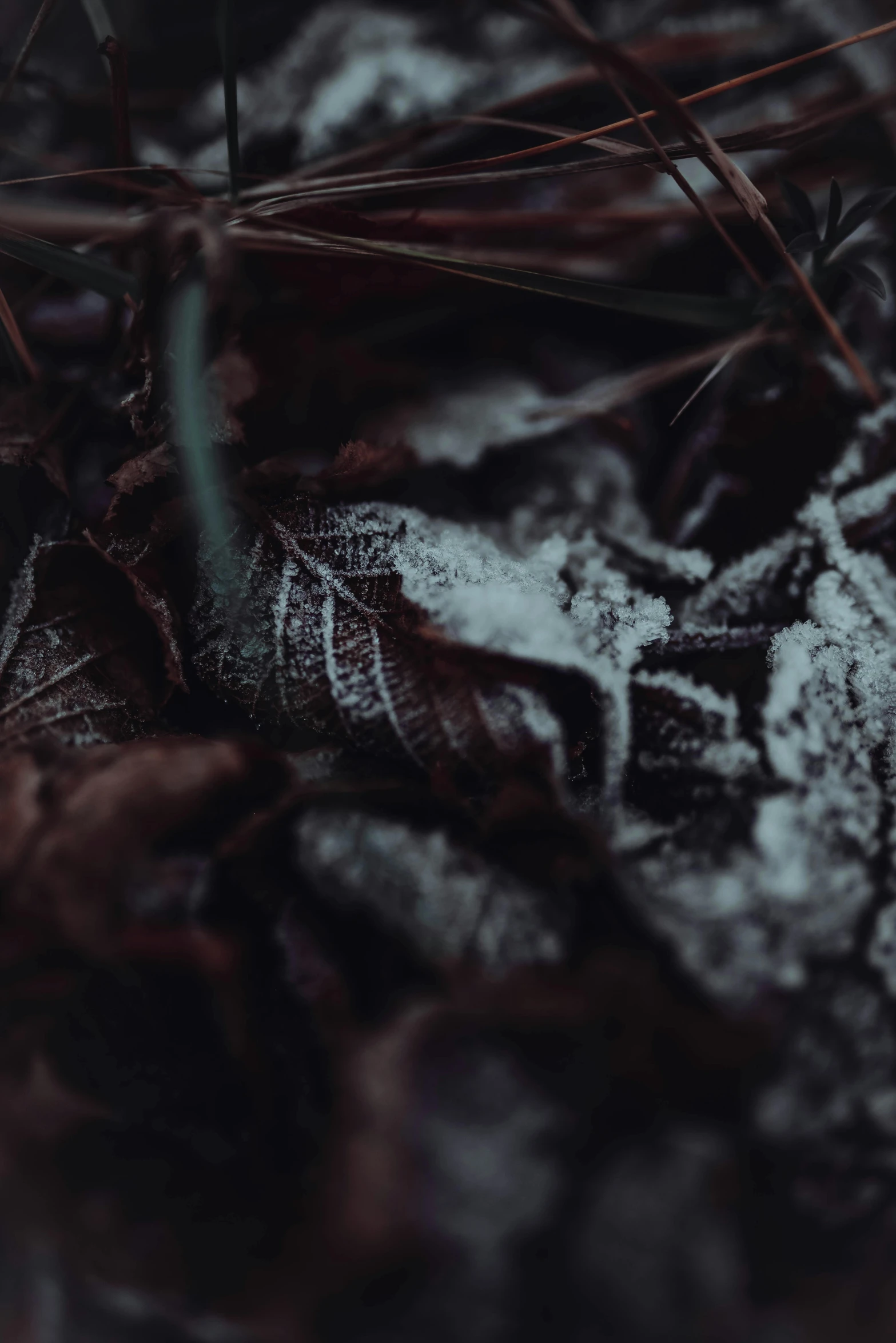 a snow covered leaf laying on the ground, inspired by Elsa Bleda, unsplash contest winner, in dark forest, micro detail 4k, music video, low quality photo