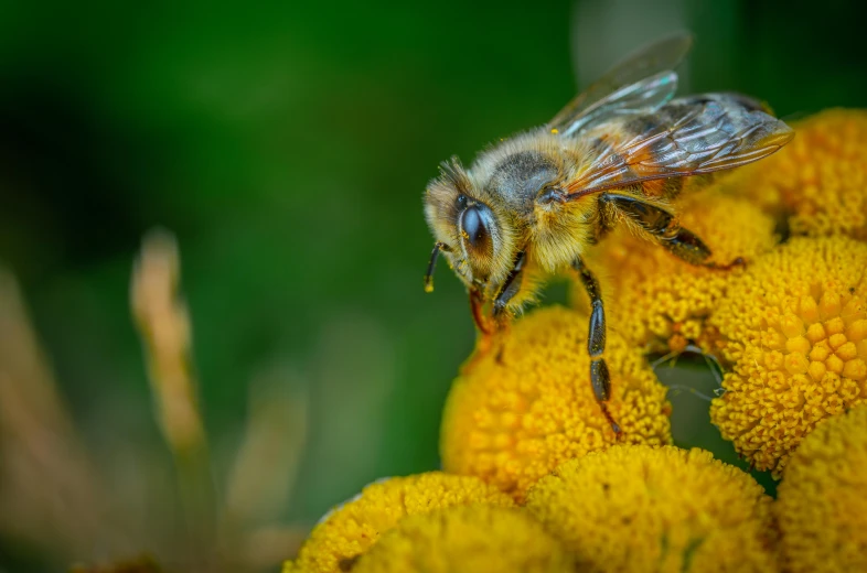 a bee sitting on top of a yellow flower, by Adam Marczyński, pexels contest winner, human structure bee concept art, over the shoulder, slide show, full body close-up shot
