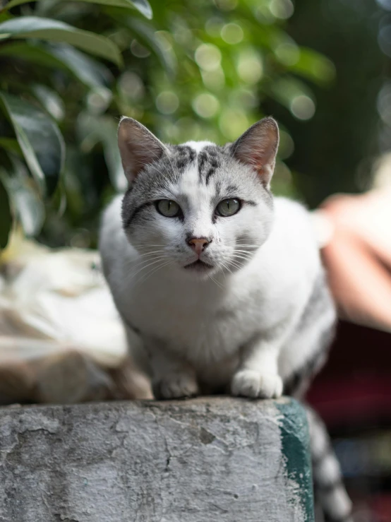 a gray and white cat sitting on top of a cement wall, by Julia Pishtar, trending on unsplash, sitting on a leaf, an afghan male type, white cheeks, bokeh in the background only