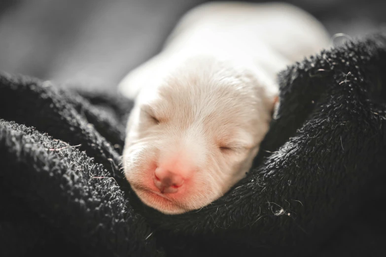 a white puppy sleeping on top of a black blanket, by Daniel Lieske, pexels contest winner, albino, thumbnail, birth, a close-up