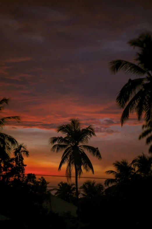 a sunset with palm trees in the foreground, happening, indonesia, february)