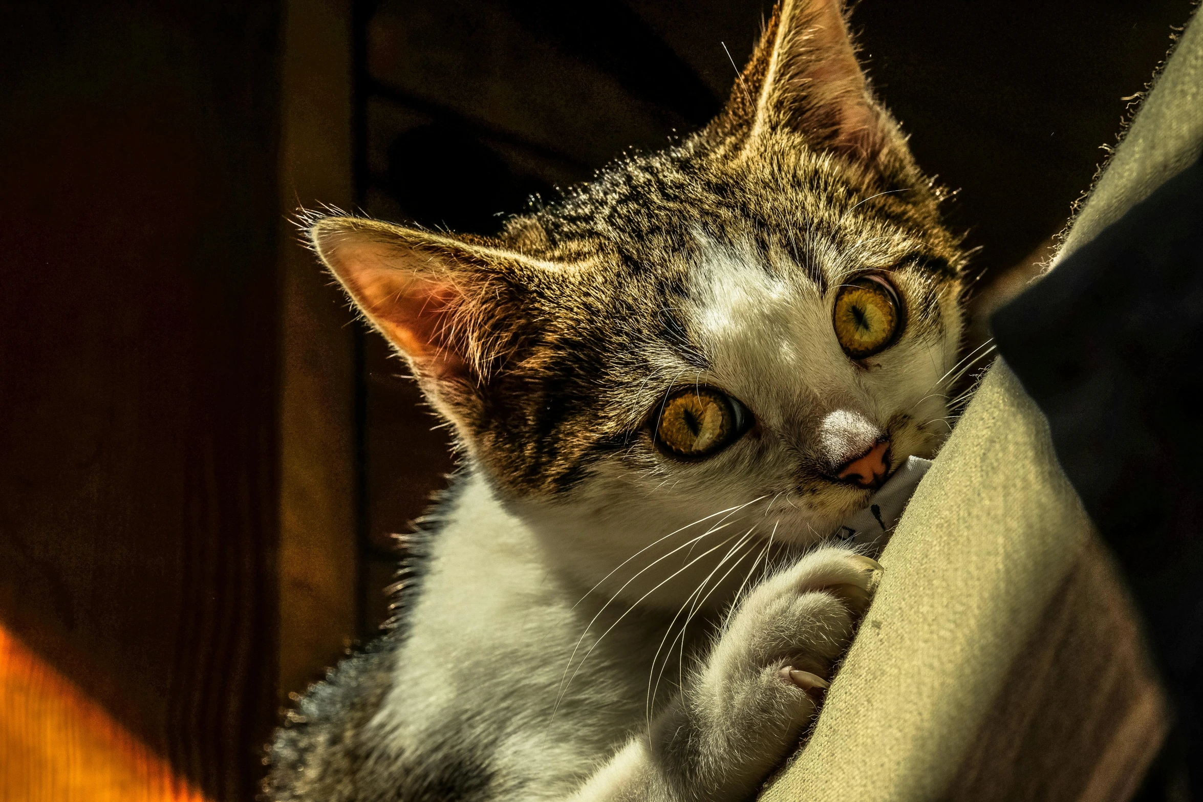 a close up of a cat on a couch, by Jan Tengnagel, pixabay contest winner, intense lighting, cute kitten, intense fighting, in the sun