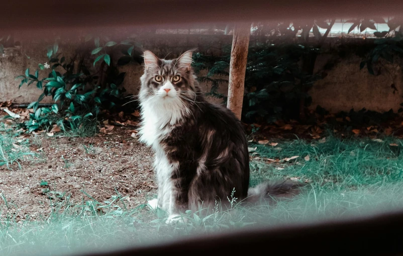 a cat that is sitting in the grass, posing for a picture