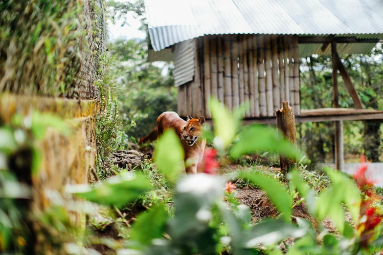 a brown cow standing on top of a lush green field, by Julia Pishtar, sumatraism, stood outside a wooden cabin, miniature fox, philippines, background image