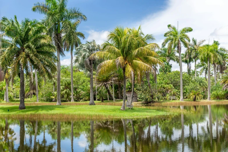 a body of water surrounded by palm trees, natural botanical gardens, fan favorite, very reflective, lush farm lands