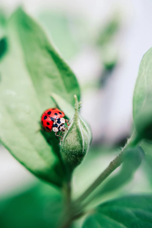 a ladybug sitting on top of a green leaf, by Julia Pishtar, unsplash, renaissance, multiple stories, color image, lush garden spaceship, with soft bushes