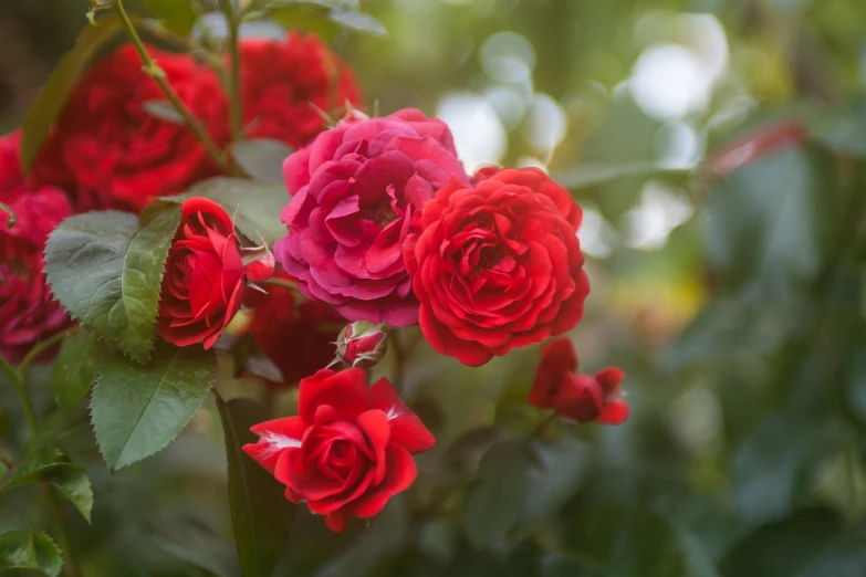 a close up of a bunch of red roses, inspired by Nagasawa Rosetsu, unsplash, parks and gardens, soft shade, multicoloured, medium level shot