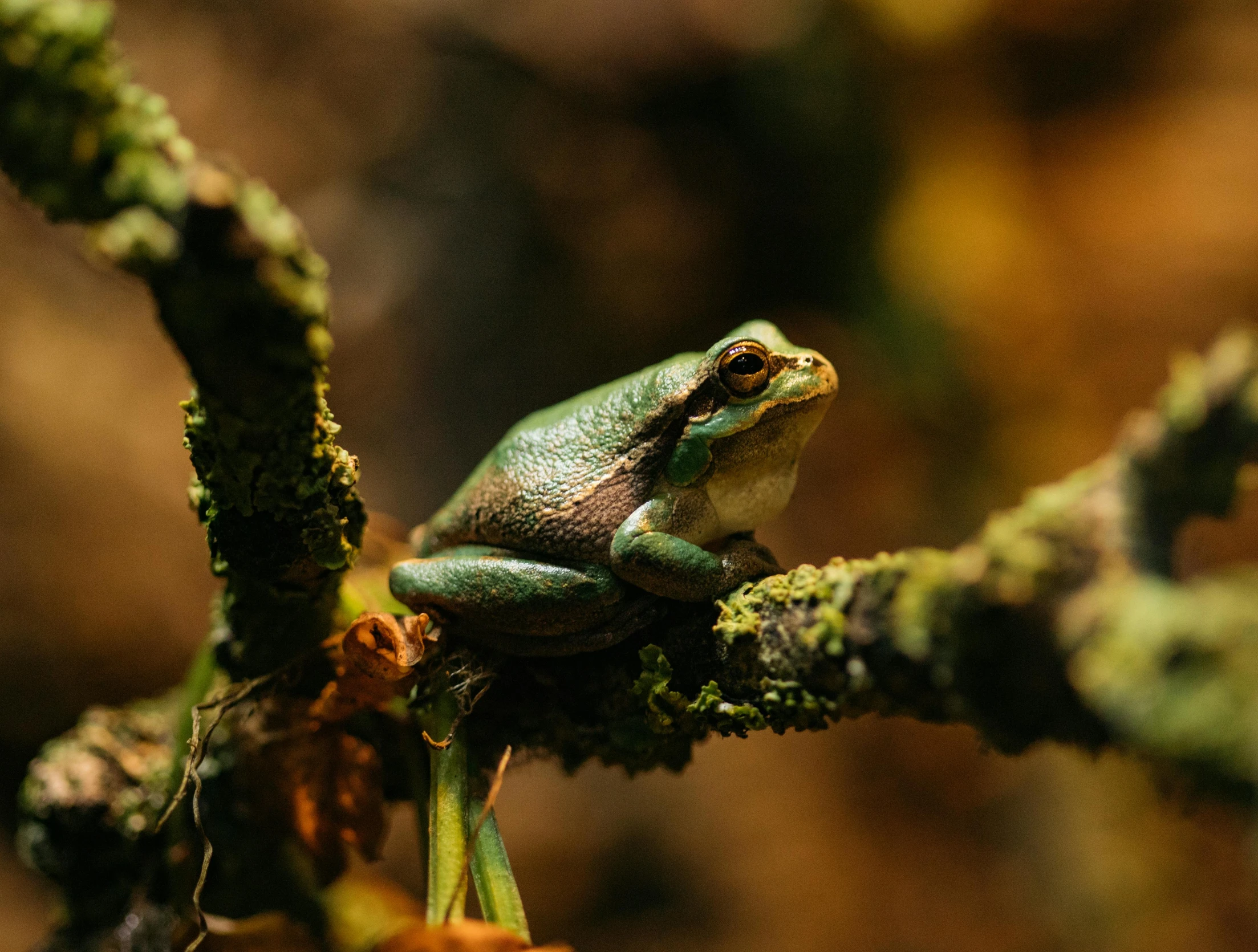 a frog sitting on top of a tree branch, trending on pexels, renaissance, muted green, australian, museum quality photo, various posed